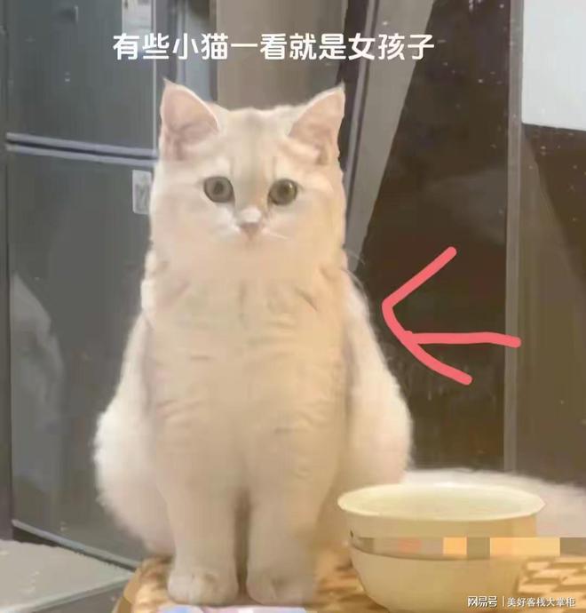 是女孩子太形象了吧！网友晒图五花八门AG真人娱乐怪不得说有些小猫一看就